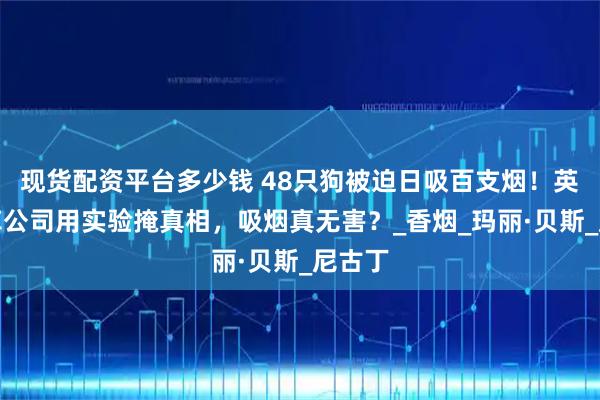 现货配资平台多少钱 48只狗被迫日吸百支烟!英国烟草公司用实验掩真相,吸烟真无害?_香烟_玛丽·贝斯_尼古丁