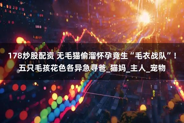 178炒股配资 无毛猫偷溜怀孕竟生“毛衣战队”!五只毛孩花色各异急寻爸_猫妈_主人_宠物